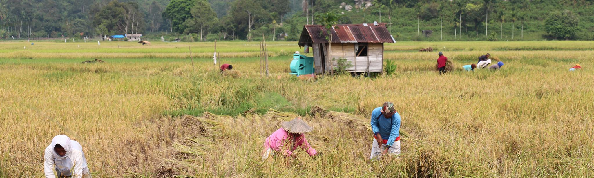 Harau Valley Farmers, West Sumatra