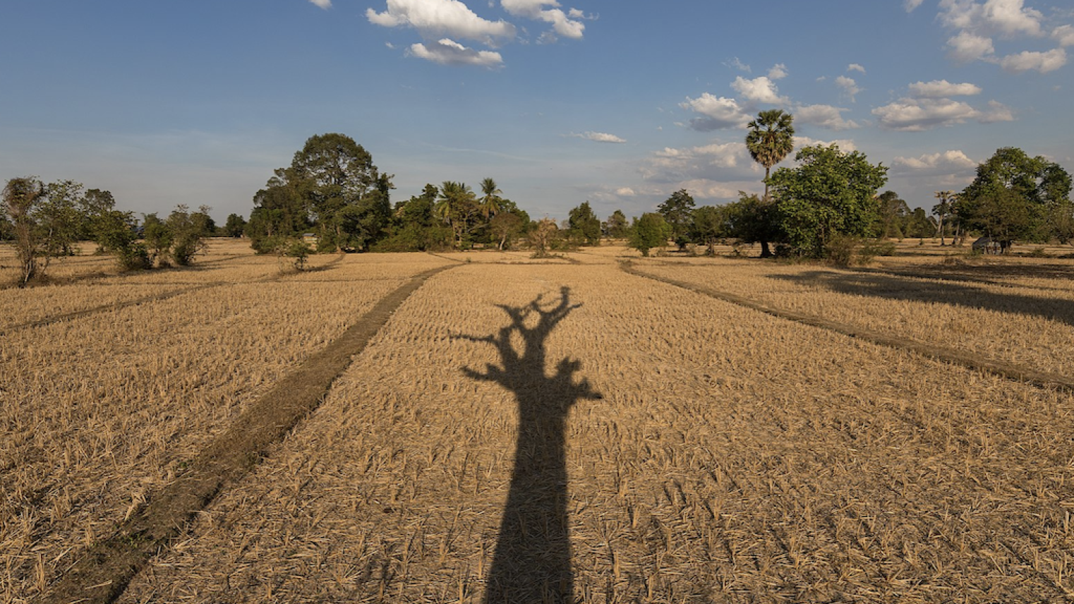 Long Shadow